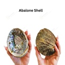 Abalone Shell With Stand