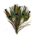 Natural Peacock Feathers (10 Pack)