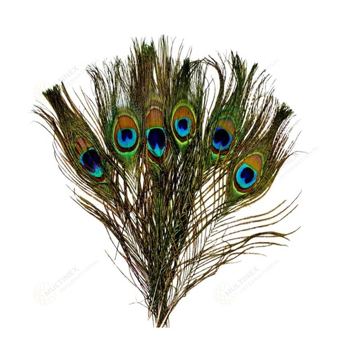 [12222] Natural Peacock Feathers (10 Pack)